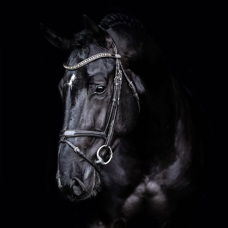 Black Equine