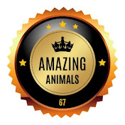 Amazing Animals 67
