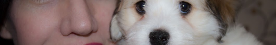 Romi the Havanese Dog YouTube kanalı avatarı