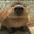 @Gort_the_capybara1234