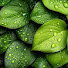 q4ylCV8KggY-channel-avatar-Rain Tropica