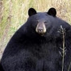 스카 채널 썸네일