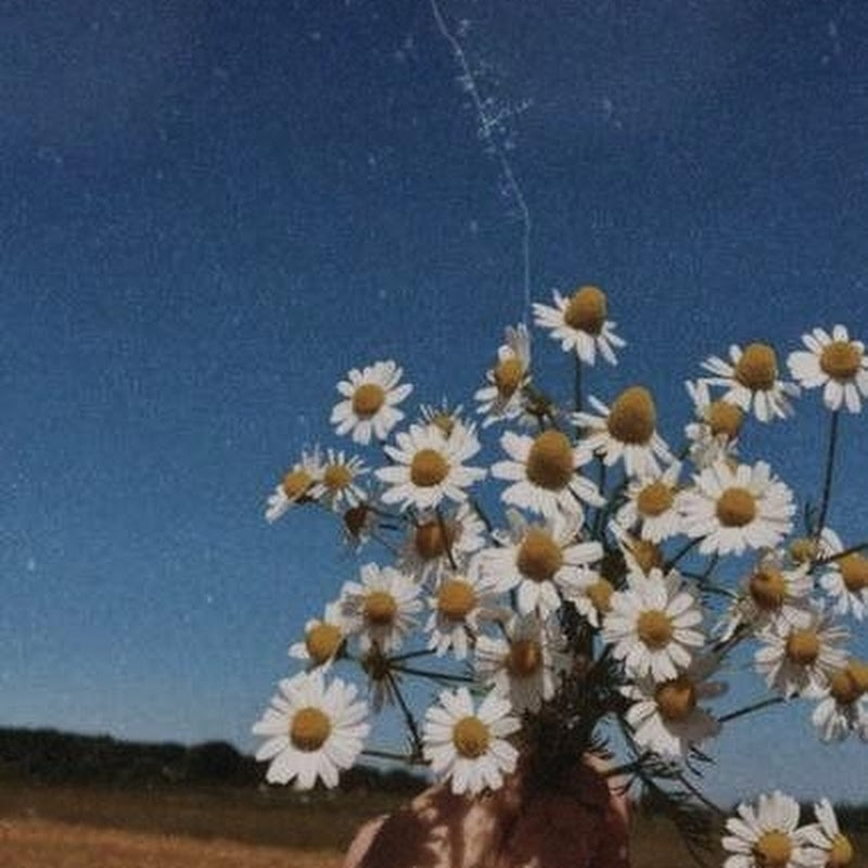 @naturevibes_2800