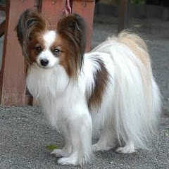 渋谷ターミナルアイコン画像