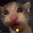 tnbYiHElHpU-channel-avatar-SortePer_SutSko