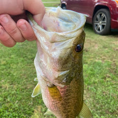 Bassfisher