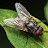 @Theflyonthewalll Avatar