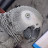 Tilda the African Grey