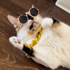 Cool Cat 27