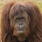 @OrangutanGaming09