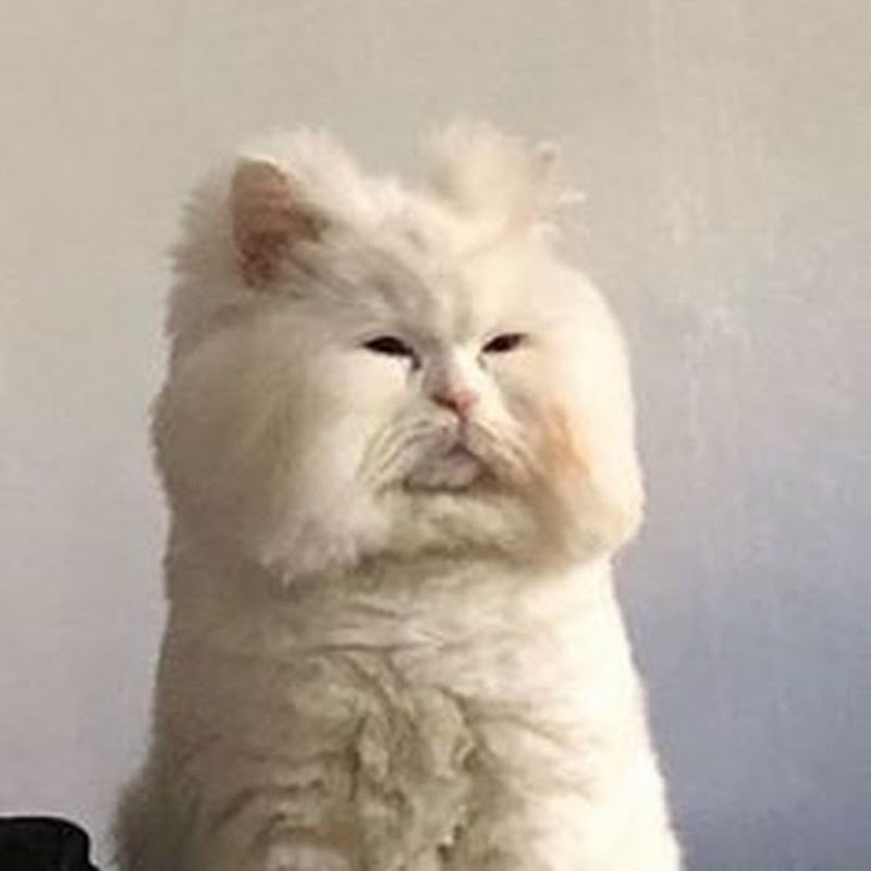 잼모아