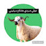 naAQsT4dN8o-channel-avatar-حولي صردي هشام سرغيني