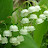 @evergreen-rz9sd