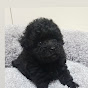 하이엉누