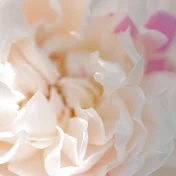 Mother of Pearl みや