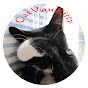 CATVANKITTY logo