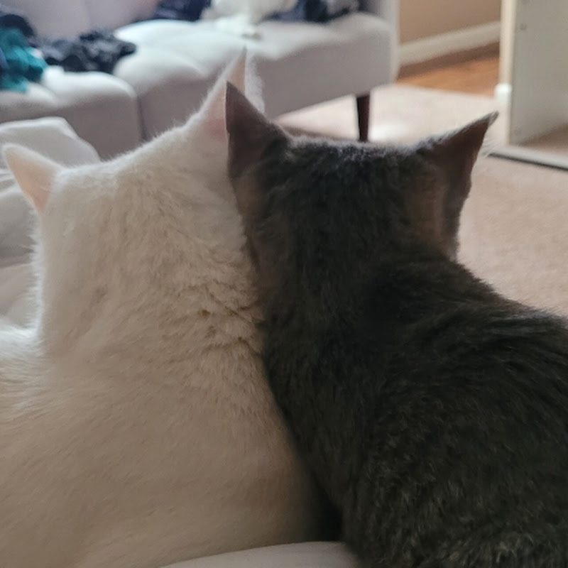 Paw It Up 🐾 with Blanca & Whiskey