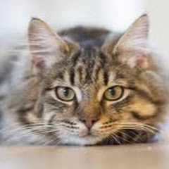 にゃんアイコン画像