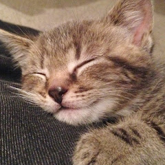 Primrose Kitten Academy | GCSE & A-Level Revision avatar