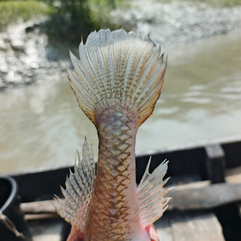 Raj Fishing life