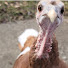 0GhpilBwh_Q-channel-avatar-The Turkey's Opinion