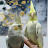 parrot cockatiel and birds