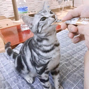 소니라디오