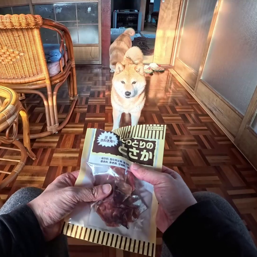 柴犬と仲良しニワトリ&ひよこ YouTube