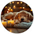 yyZZG4vtGmg-channel-avatar-Pet Calming Music & Sleep