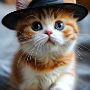  Magic Kitten