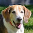 mzseJhRnV2w-channel-avatar-Stupid Beagle Films 