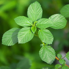 あすぱらモロヘイヤ