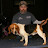 Keith Dulen (K&A Beagles)