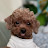 @POODLE9900