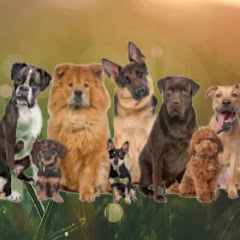 funny Dogs videos channel avatar