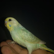 Happy Parrots TV