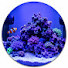 xGDVth4hlFA-channel-avatar-Oliver's Aquariums