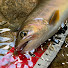 4piqikqblUM-channel-avatar-SakuRa_Minnow