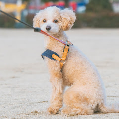 寝てばかりのマルプー ラテくんに癒される日々
