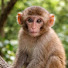 1iM3e4kpGZY-channel-avatar-Funny Monkey Zone