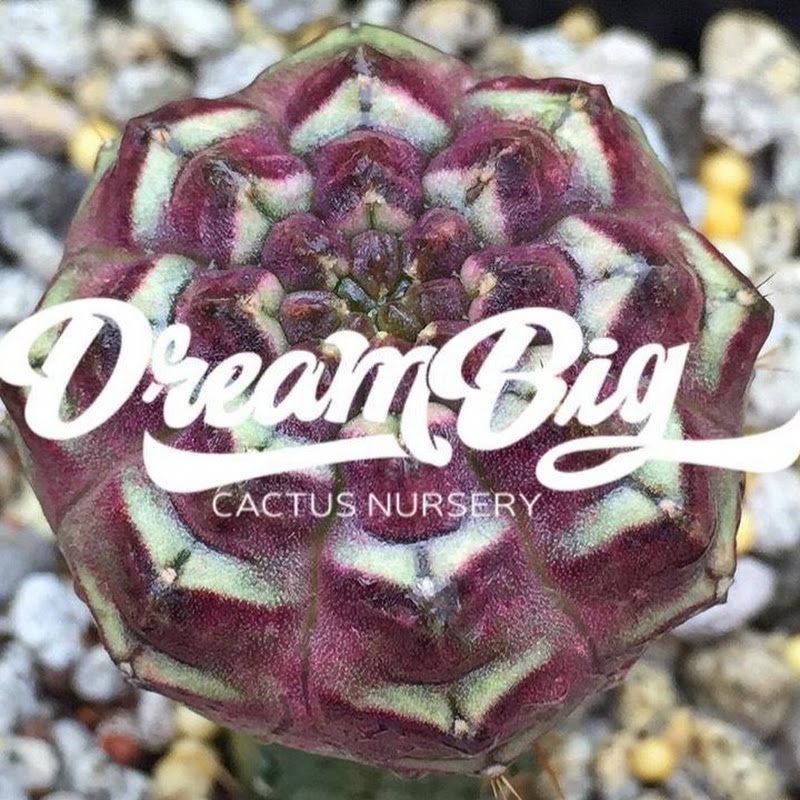 Dreambig Cactus Nursery