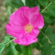 菊の紋チャンネル