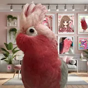 モモイロちゃーちゃん
