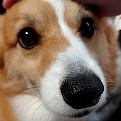 くろまる