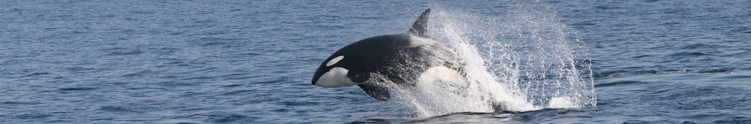 Monterey Bay Whale Watch YouTube 频道头像