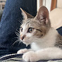 ヤマジュンの猫事情
