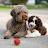 BC Lagotto Romagnolo