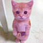 M3ow Avatar