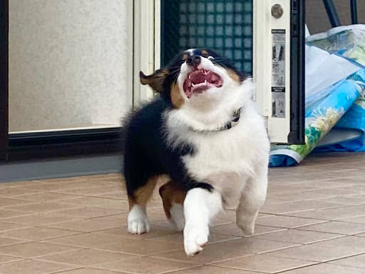 犬さんカイルと猫さんキウイ Youtube