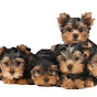 AKC YORKIE PUPPIES FOR SALE |Terrific Yorkies Farm logo